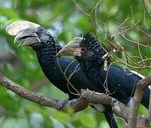 Silvery-cheeked Hornbill