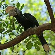 Silvery-cheeked Hornbill