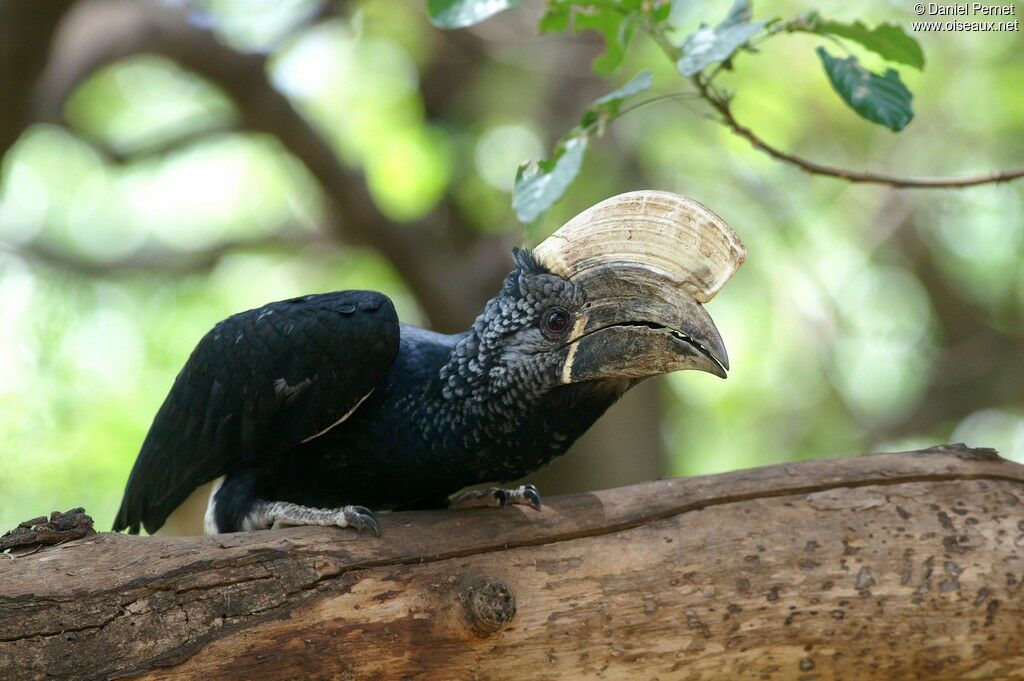 Silvery-cheeked Hornbill male