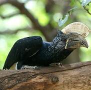 Silvery-cheeked Hornbill