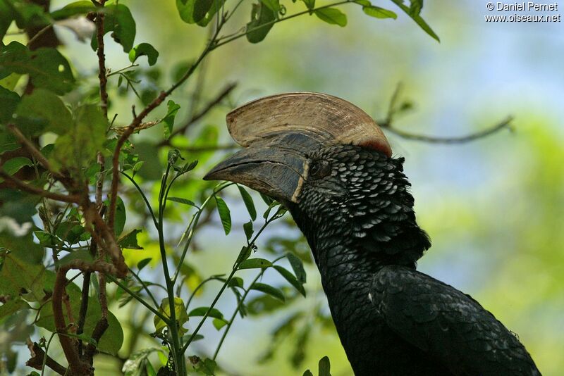 Silvery-cheeked Hornbill male, close-up portrait