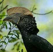 Silvery-cheeked Hornbill