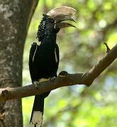 Silvery-cheeked Hornbill