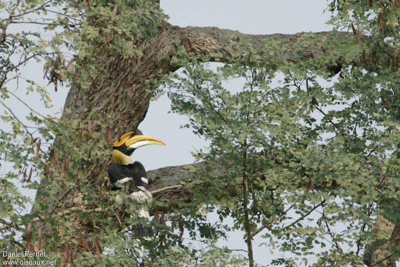 Great Hornbill male adult, habitat