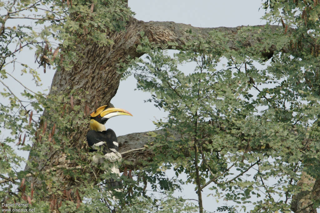 Calao bicorne mâle adulte, habitat