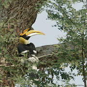 Great Hornbill