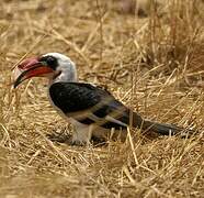 Von der Decken's Hornbill