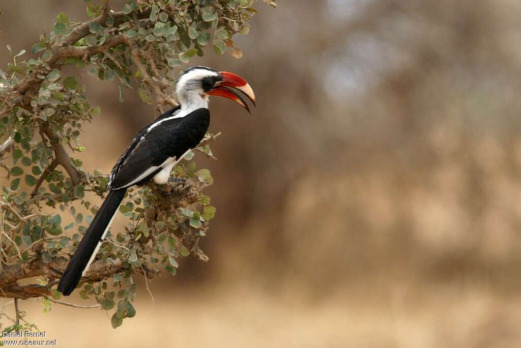 Von der Decken's Hornbill male adult, identification