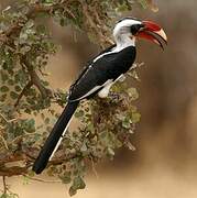 Von der Decken's Hornbill