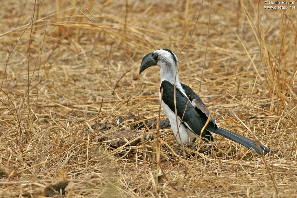 Von der Decken's Hornbill female adult