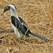 Von der Decken's Hornbill