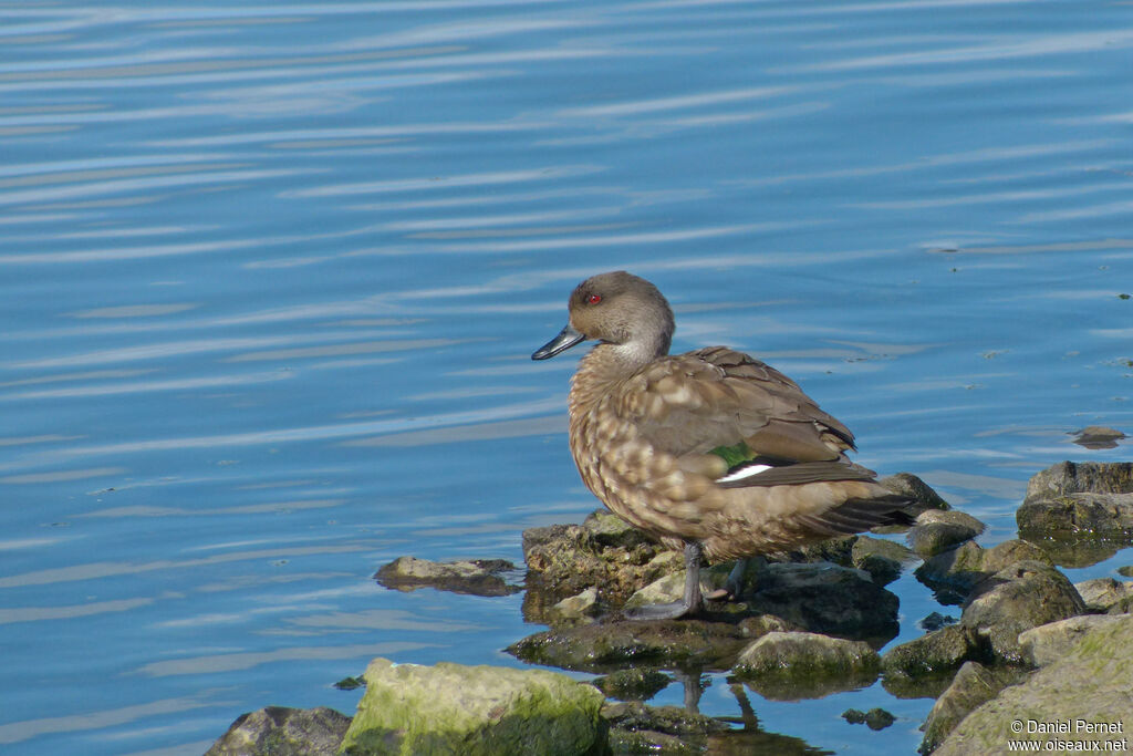 Canard huppé femelle adulte, marche