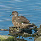 Canard huppé