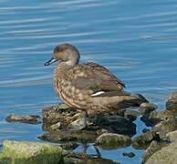 Crested Duck