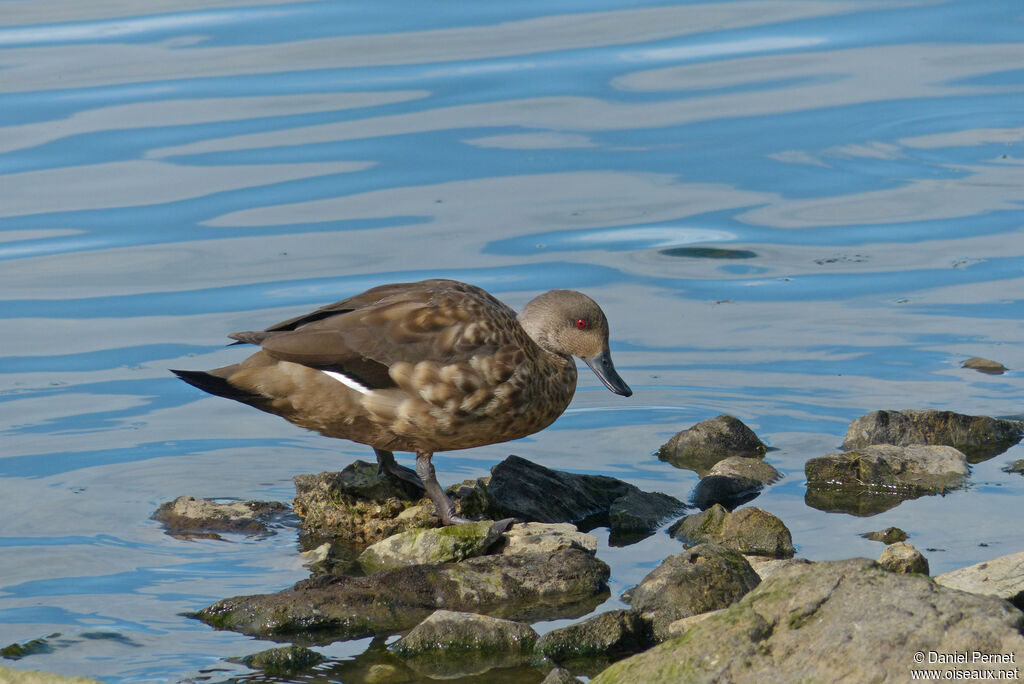 Canard huppé femelle adulte