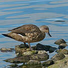 Canard huppé