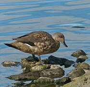 Canard huppé