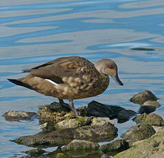 Canard huppé