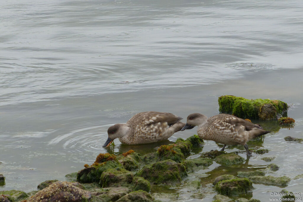 Crested Duckadult, eats