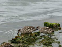 Crested Duck