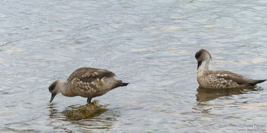 Canard huppéadulte