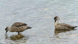 Canard huppé