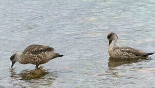 Canard huppé