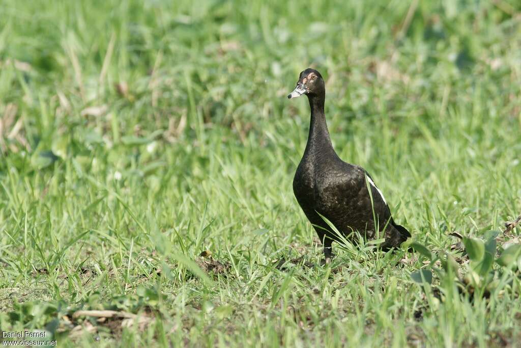 Canard musqué femelle adulte, portrait