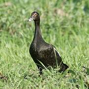 Muscovy Duck