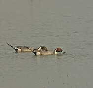 Northern Pintail