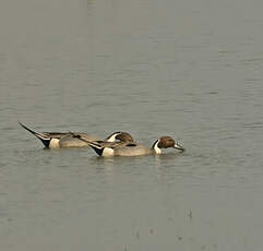 Canard pilet