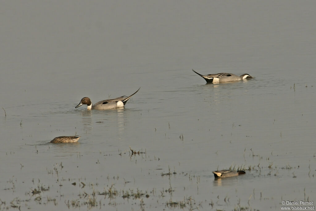 Northern Pintailadult, habitat, swimming, eats