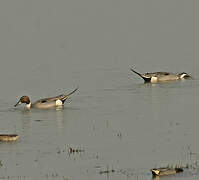 Northern Pintail