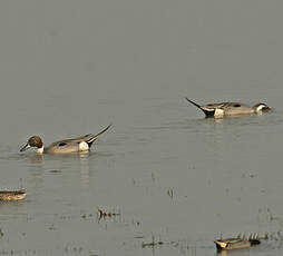 Canard pilet