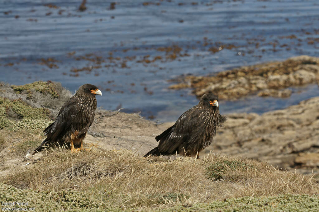 Striated Caracaraadult, habitat, pigmentation