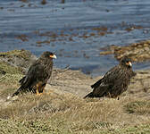 Caracara austral