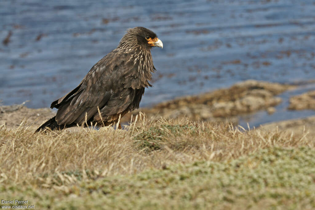 Caracara australadulte, identification