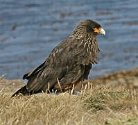 Caracara austral