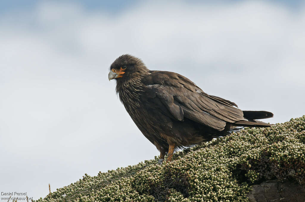 Caracara australadulte, pigmentation