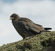 Caracara austral