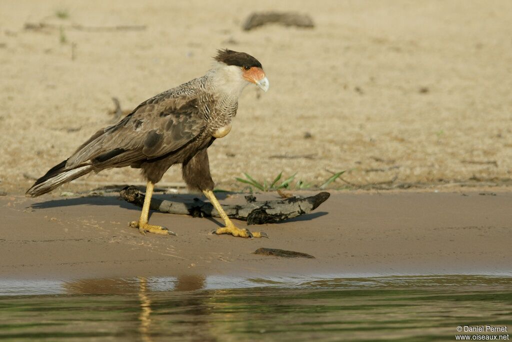 Caracara huppéadulte, identification, Comportement