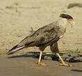 Caracara huppé