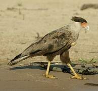 Crested Caracara