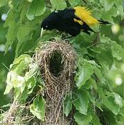 Yellow-rumped Cacique