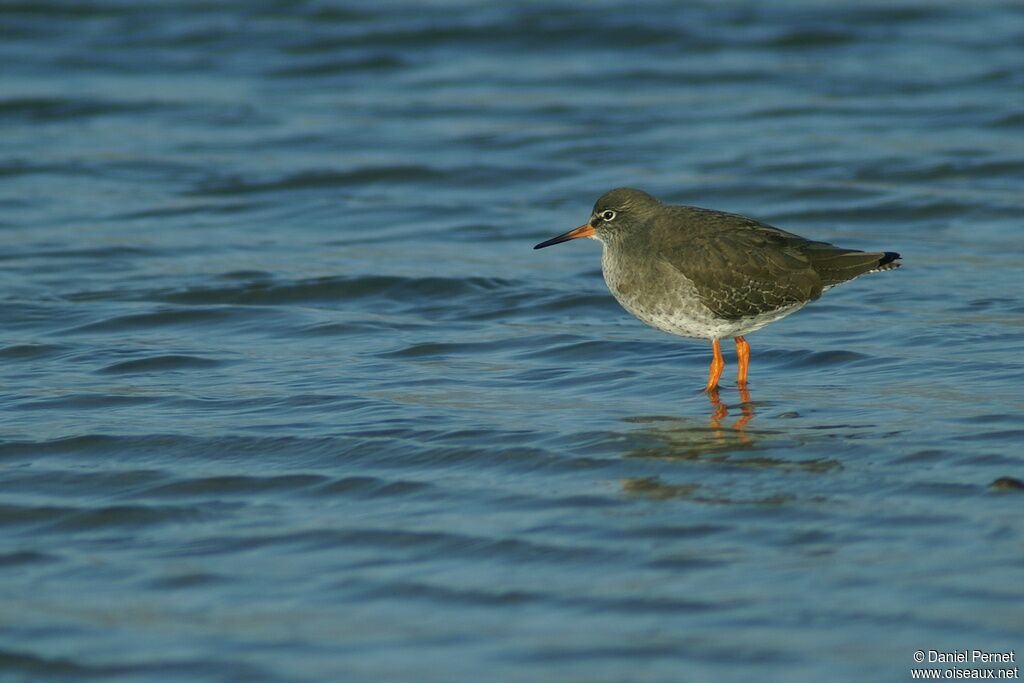 Common Redshankadult post breeding, identification