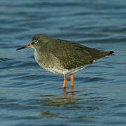 Common Redshank