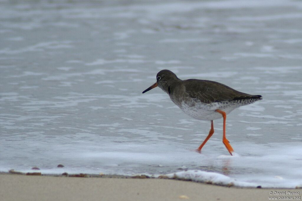 Common Redshankadult post breeding, identification