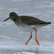 Common Redshank