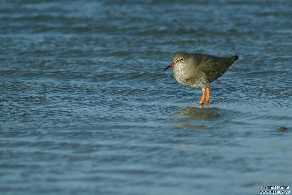 Common Redshankadult post breeding, identification