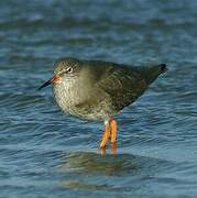 Common Redshank